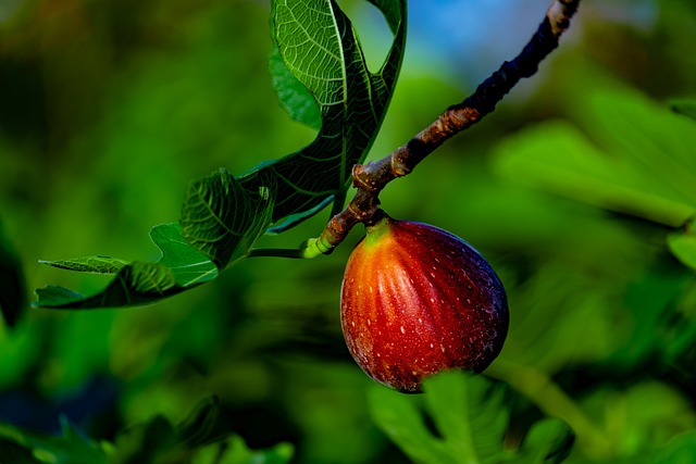 Fra jord til bord: Sådan dyrkes figentræet fra Duermo