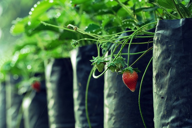 Få succes med jordbærplanter i krukker på altanen eller terrassen