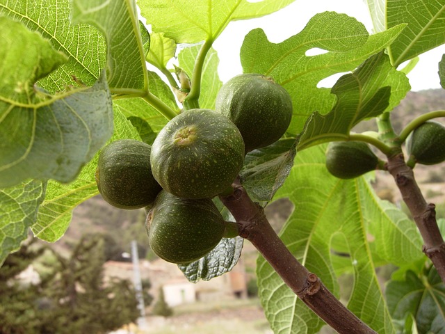 5 eksotiske figentræer, du må prøve at dyrke i din have